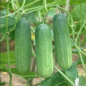 Cucumber Seeds (Hybrid)