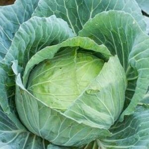 Cabbage (Green) (10seeds)