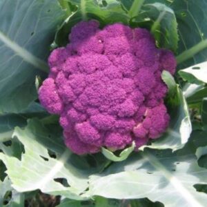 Purple Cauliflower (10 seeds)