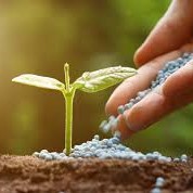 Fertilizer and Care