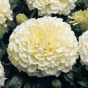 White Marigold (10 seeds)