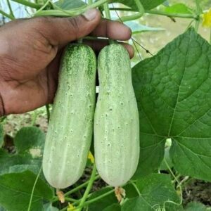 Cucumber Seeds (Desi)