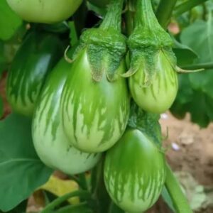 Green Brinjal Seeds (20 seeds)