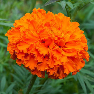 Orange Marigold (15 seeds)